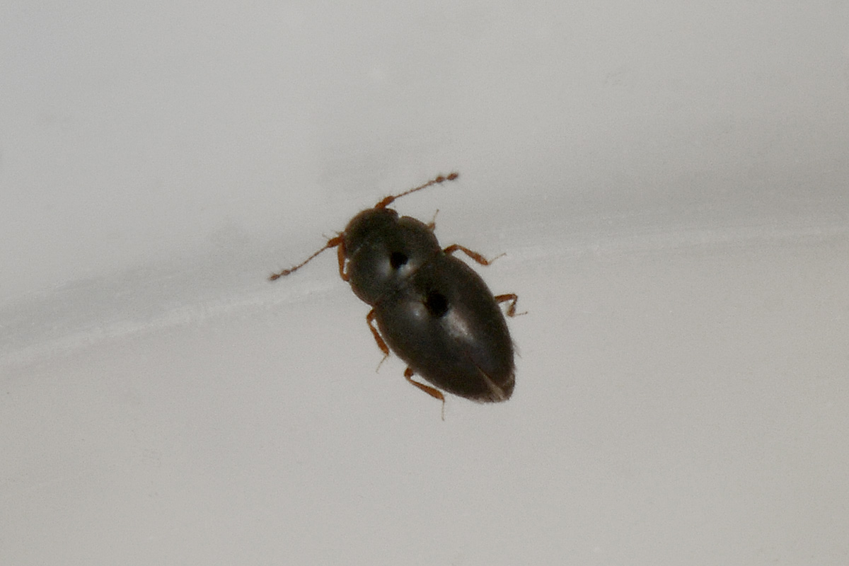 Ptiliidae: Ptenidium sp. (cf.)